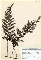 藏品(大葉瓶蕨)的圖片